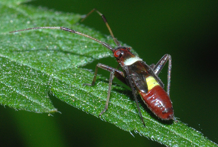 Miridae: Closterotomus biclavatus dell''Emilia (MO)
